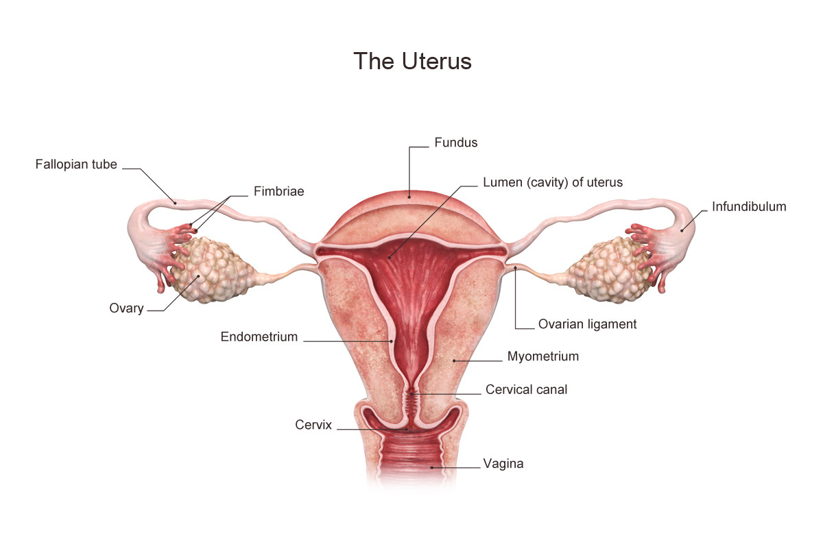 Uterine Evaluation Treatment
