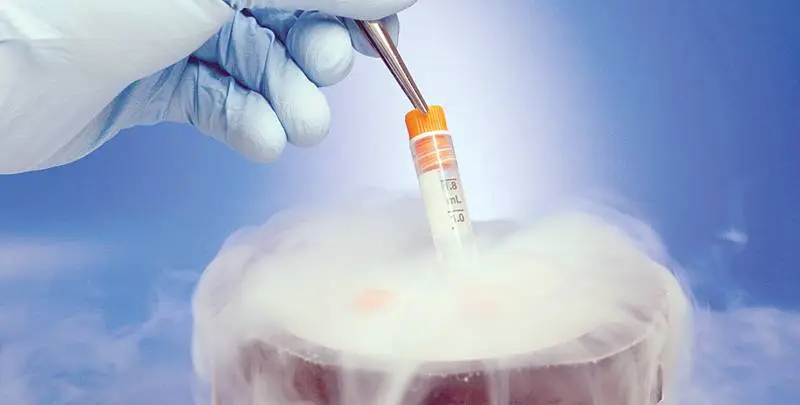 Freezing Embryo in Nitrogen